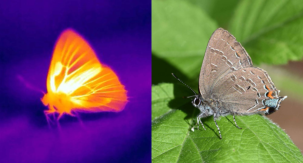 Imaging termico farfalle